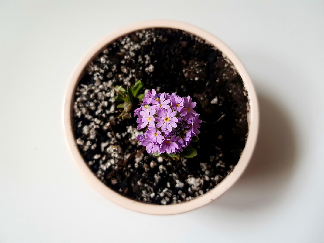 Pot size before you buy