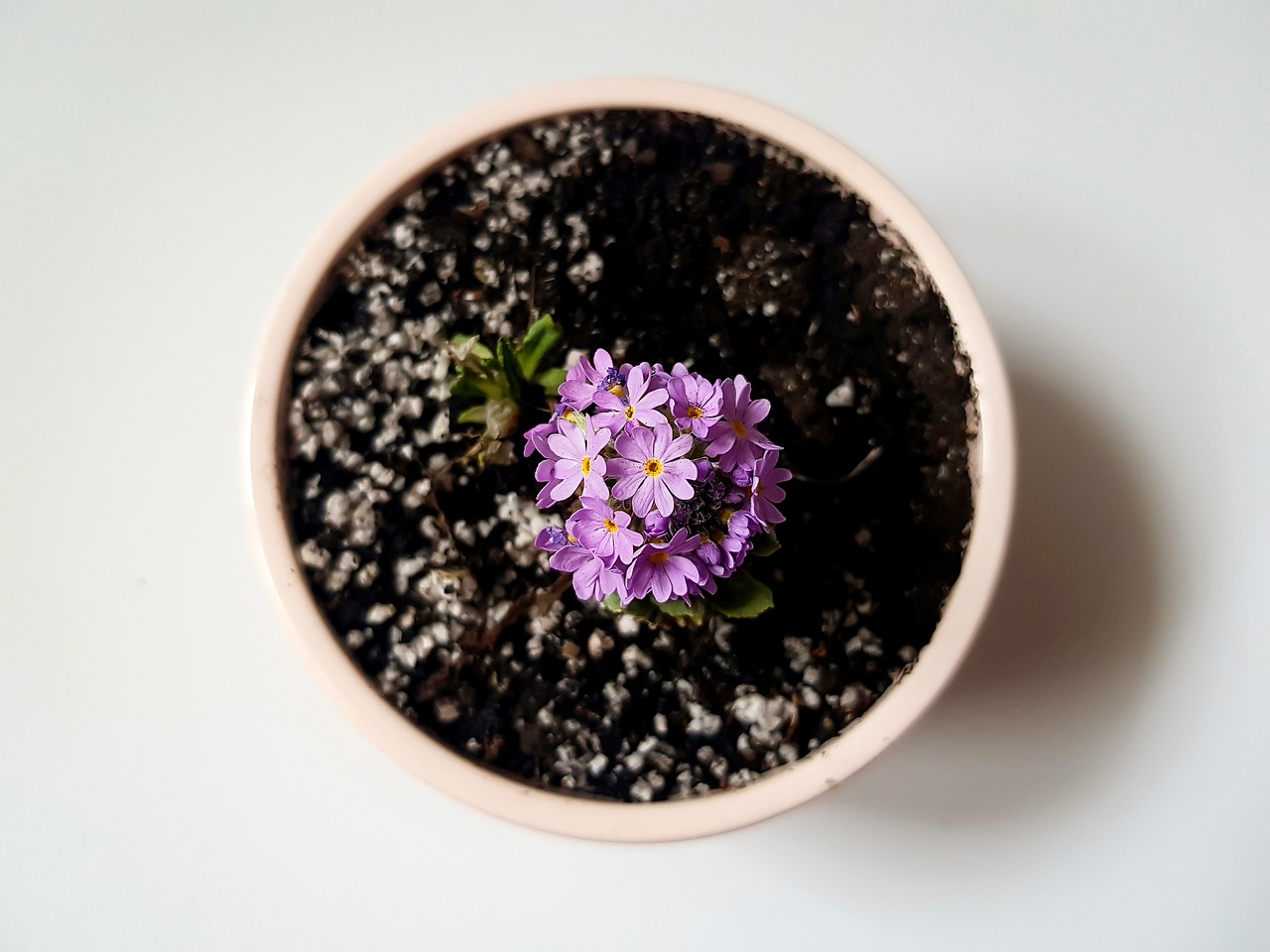 Pot size before you buy