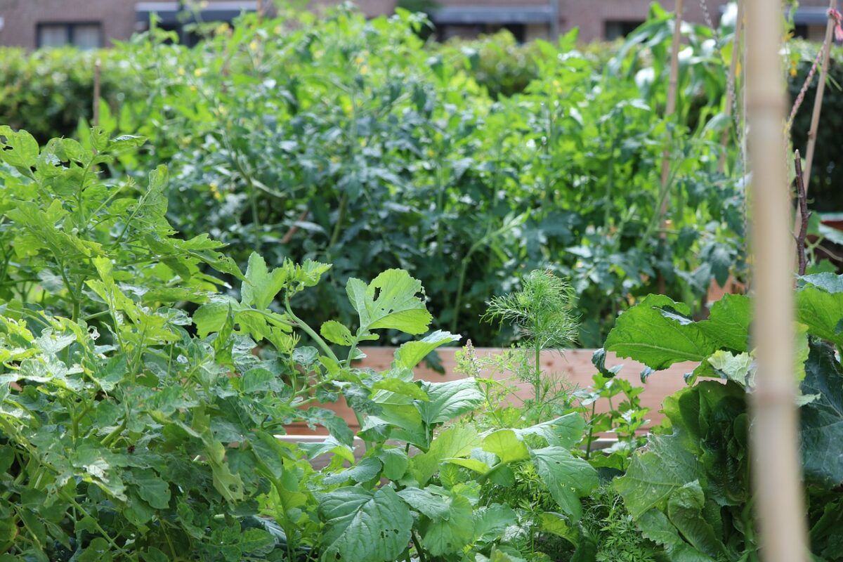 Raised beds on a terrace