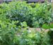 Raised beds on a terrace